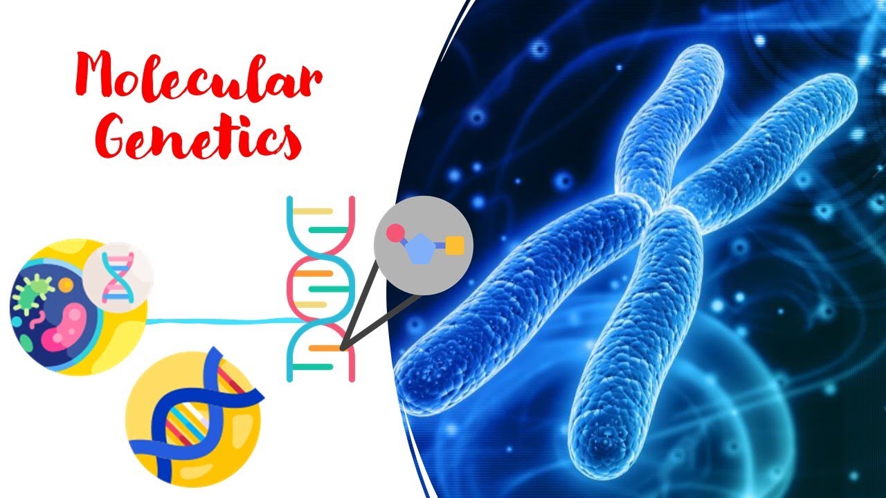 Molecular Genetics