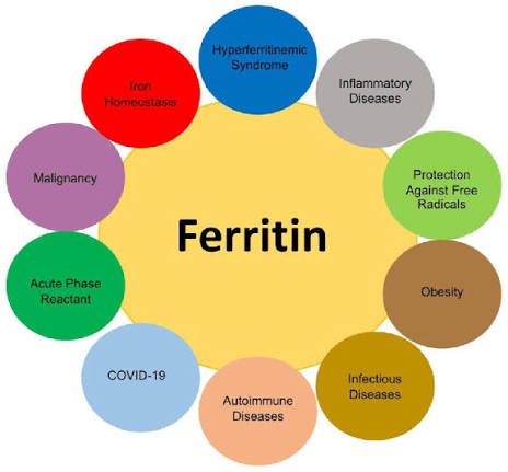 Ferritin