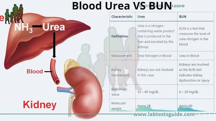 Blood Urea
